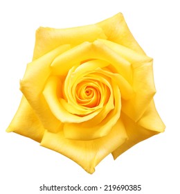 Yellow Rose Isolated