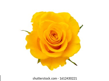 Yellow Rose Isolated On White Background