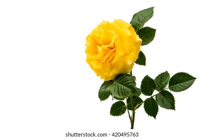 Yellow Rose Isolated On White Background