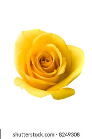 Yellow Rose Isolated On White