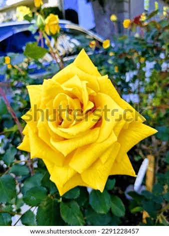 Yellow Rose in nature yep.