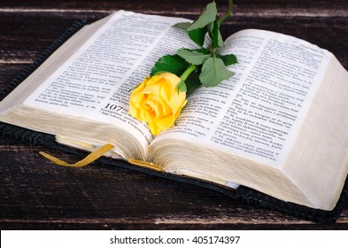 Yellow rose on top of an old Bible