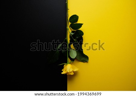 Yellow rose on trendy black and yellow colour block geometric background. Fashionable template in flat lay style with place for your text. Minimal mockup concept.