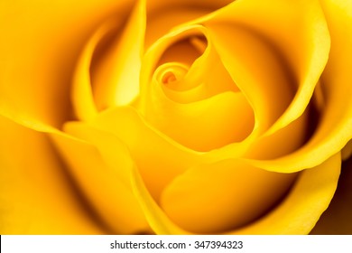 Yellow rose petals closeup. Yellow Rose.