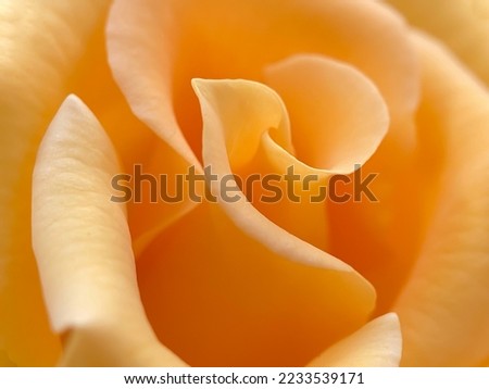 Yellow rose petals with softtone Stock photo © 