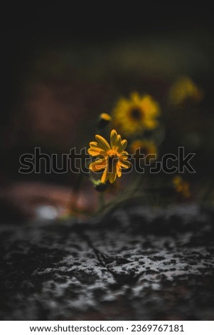 Similar – eine gelbe und kleine Blume, die auf dem Feld isoliert ist.