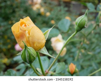 Yellow Rose In Portland Rose Garden