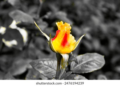 A yellow rose with red accents in full bloom with the surrounding background desaturated to black and white. The vibrant colors of the petals stand out against the monochromatic backdrop. - Powered by Shutterstock