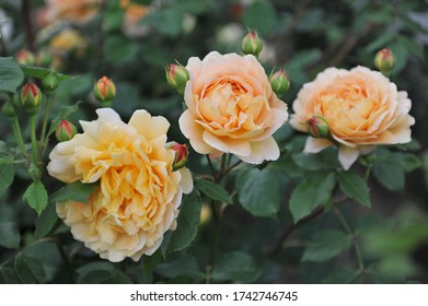 Yellow Rose (Rosa) Golden Celebration Blooms In A Garden In June 2019