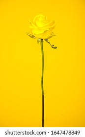 A Yellow Rose Stands Bold In Front Of A Yellow Back Drop. 