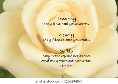 Yellow Rose With Sympathy Quote For Condolence Card