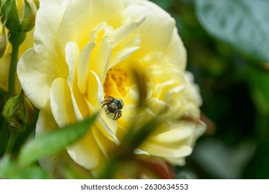 Yellow Rose with Tiny Jumping Spider Amid Sunlit Petals