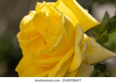 Yellow rose with water droplets glistening in sunlight, showcasing the delicate beauty and freshness of nature - Powered by Shutterstock