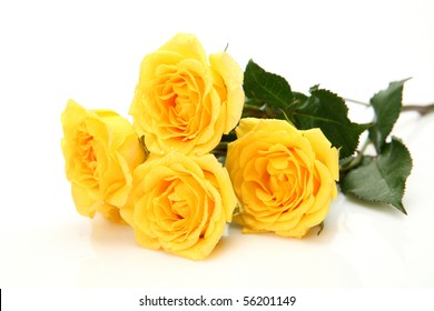 Yellow Roses