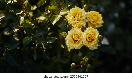 Yellow roses blooming among dark green leaves, with buds adding depth to the natural composition. Panoramic flower banner, copy space - Powered by Shutterstock