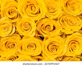 Yellow Roses Bouquet Pattern Background, Template Greetings Card Banner For Festive Valentine Day Wishes and Women Day - Powered by Shutterstock