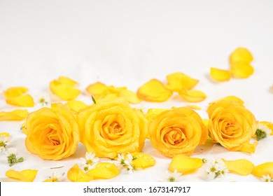 Yellow roses bunch isolated on white background.