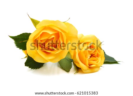 Yellow roses bunch isolated on white background. 