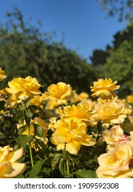 Yellow Roses In Full Bloom At The Regents Park And Primrose Hill