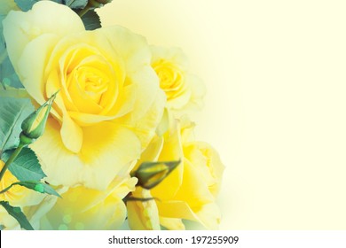Yellow roses in the garden 