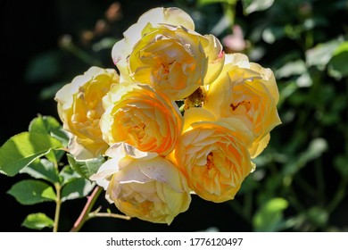 Yellow Roses. Half A Dozen Large Yellow Roses In Full Bloom On A Rose Bush Branch