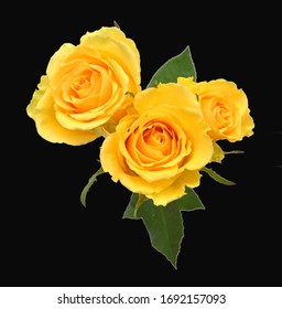 Yellow roses isolated on black background