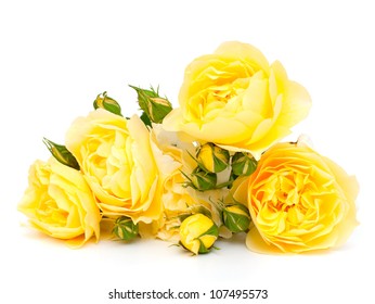 Yellow Roses Isolated On White Background