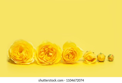 Yellow roses on yellow background. Flower evolution concept. Copy space for your text. Close up picture