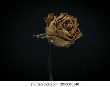 2,320 Broken roses black background Images, Stock Photos & Vectors ...