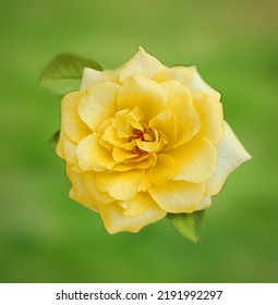 Yellow Rose Platonic Love Friendship Flower Badge Button Pin 0668 