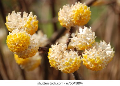 樹木と花 果実 Stock Photo And Image Collection By Terrace Mokuren Shutterstock