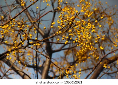 Sycamore Tree Seed Pod Images Stock Photos Vectors Shutterstock Sycamore Tree Seed Pod Images Stock Photos Vectors Shutterstock
