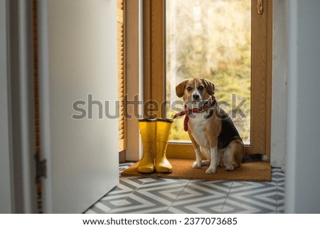 yellow rubber boots and a beagle dog in a beautiful interior