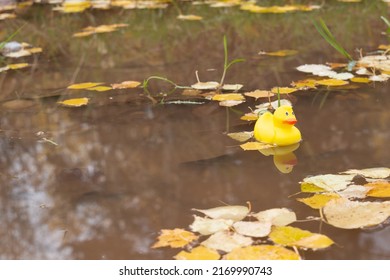 A Yellow Rubber Duck Swims In The Muddy Water Of An Autumn Puddle Among Yellow Fallen Leaves. Sad Background With Copy Space