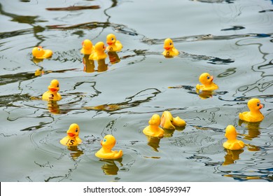 Yellow Rubber Ducks In A Duck Race Floating On A Lake Water