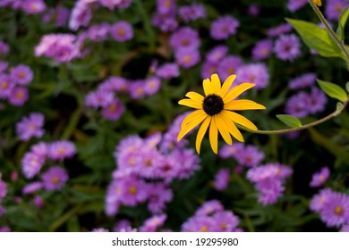 A yellow Rudbeckia against a background of purple flowers