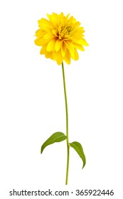 Yellow Rudbeckia Flower On A Thin Stalk