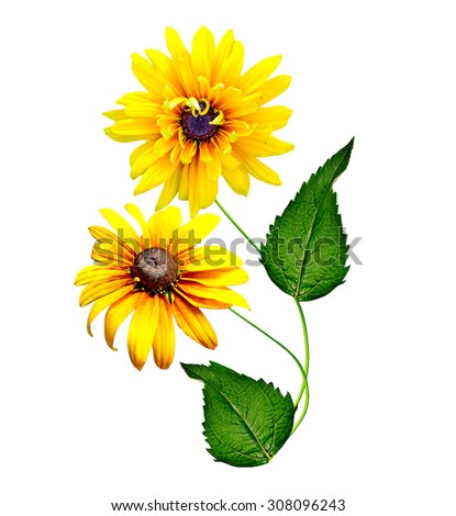 Image, Stock Photo yellow Rudbeckia with green leaves