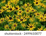 Yellow Rudbeckia fulgida black eyed susan ‘little goldstar’ in flower. 