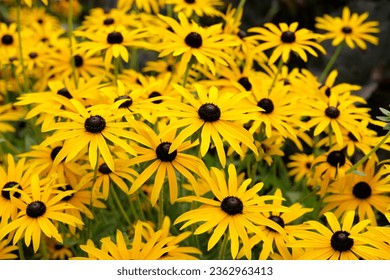 Yellow Rudbeckia 'GoldsturmÕ, also known as Black eyed Susan, Gloriosa Daisy, or Yellow Ox Eye in flower. 
