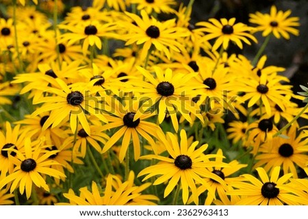 Yellow Rudbeckia 'GoldsturmÕ, also known as Black eyed Susan, Gloriosa Daisy, or Yellow Ox Eye in flower. 