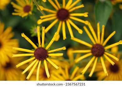 Yellow rudbeckia subtomentosa or sweet coneflower top view - Powered by Shutterstock