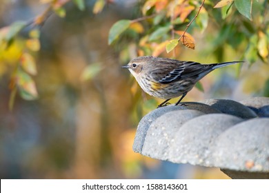 Yellow Rump Warbler Perched On Bird Bath On Autumn Day In Louisiana