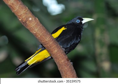 Yellow Rumped Cacique