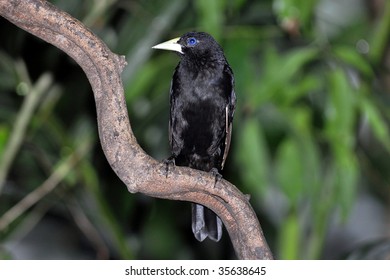  Yellow Rumped Cacique