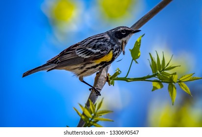 Yellow Rumped Warbler Magee Marsh Wildlife Area