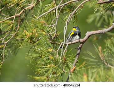 Yellow Rumped Warbler, Malheur National Wildlife Refuge, Oregon