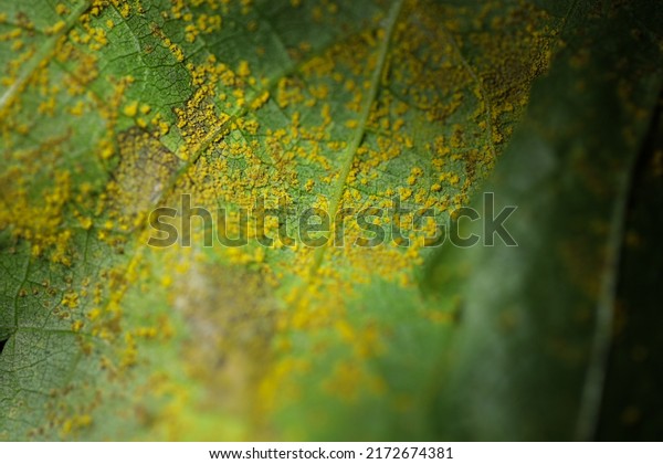 Yellow\
rust fungal disease under grape leaves. Phakopsora euvitis is a\
rust fungus that causes disease of grape\
leaves.