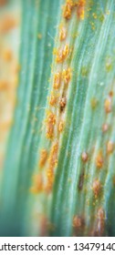 Yellow Rust, Stripe  Rust Of Wheat Under Microscopic Lens.