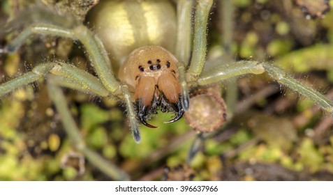 Yellow Sac Spider